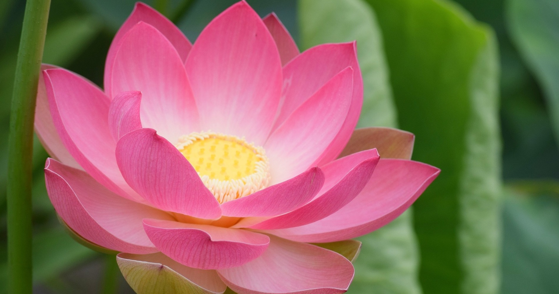 トップページ画像２　シャンティ　平和は私から始まります。ピンク色の蓮の花