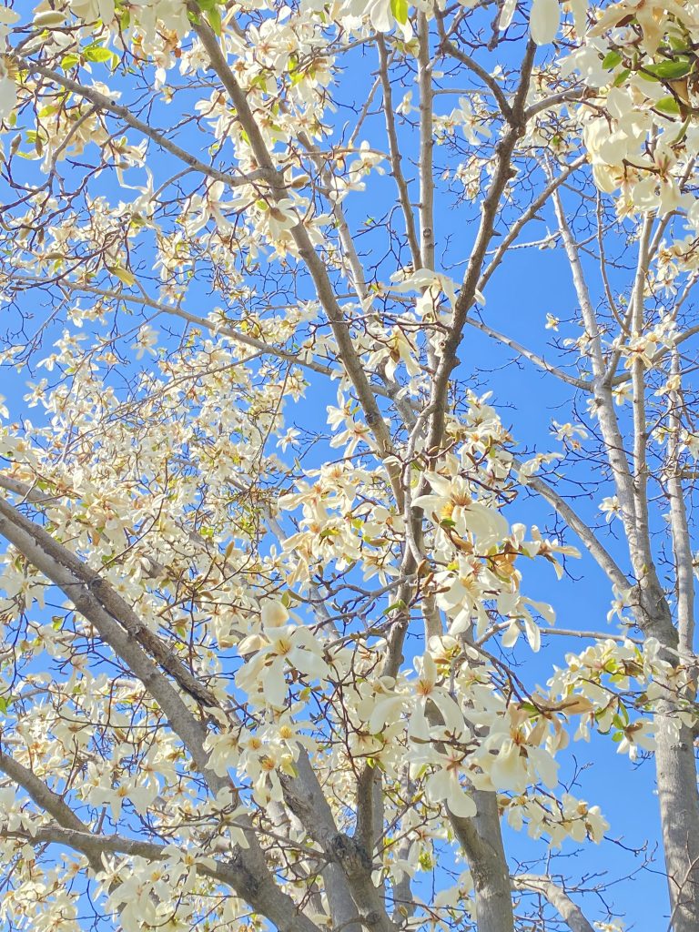 コブシ。白い花